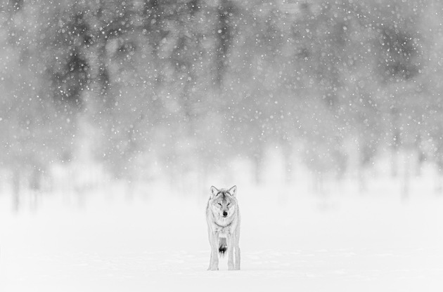 Für mehr Teilhabe: MDR-Kultformat „Elefant, Tiger & Co“ ab sofort mit Hörbeschreibung